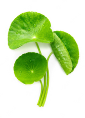 Centella Asiática